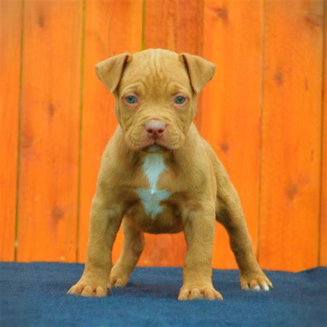 The size of a Red Nose Pitbull will vary depending on the do
