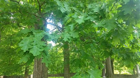 The Red Oak tree is a very tall tree that produces some of the most be