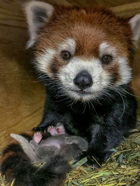 Red panda cub, 1st born at San Diego Zoo in nearly 20 years, is named 
