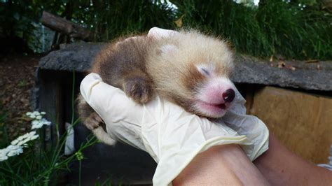 Red panda cub born on Christmas Eve at Auckland Zoo - YouTube