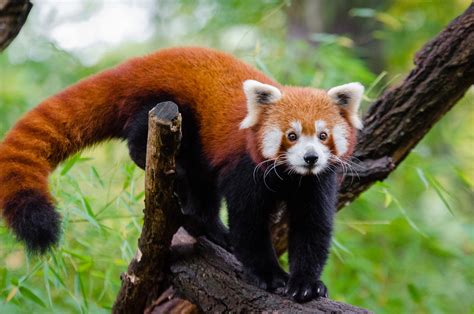 Red pandas facts. Quick Facts. Essential Facts. Interesting Facts. 01 Currently, the red panda’s population is less than 10,000. 02 The red panda’s lifespan is only eight to ten years. However, in captivity or at the zoo, it can reach up to fifteen years. 03 Red pandas can run up to 40 kmph. 04 Both male and female red pandas have an average weight of … 