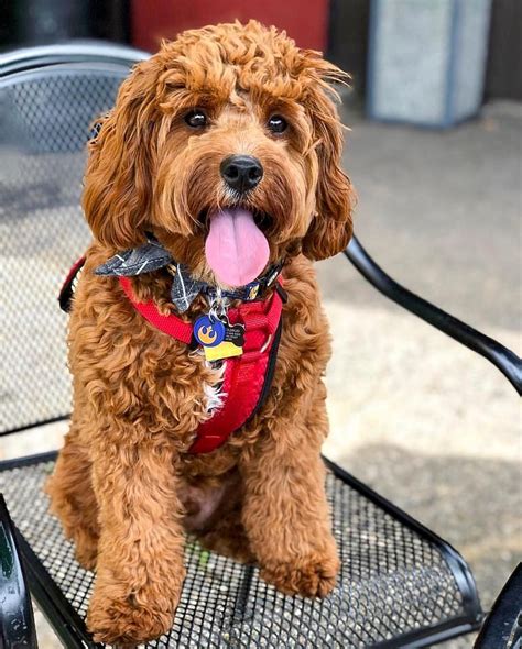 Red river cavapoos. What is the typical price of Cavapoo puppies in Orlando, FL? The typical price for Cavapoo puppies for sale in Orlando, FL may vary based on the breeder and individual puppy. On average, Cavapoo puppies from a breeder in Orlando, FL may range in price from $2,500 to $3,800. …. Read more. 