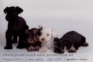 Jan 24, 2013 - Home ==> Breeds ==> Miniature SchnauzerFeatured Deluxe Listing(s): Red Rock Kennel Massachusetts Our puppies are raised in the home. All adult breeders have been CERF eye tested. One year genetic guarantee, micro chipped, shots appropriate. 