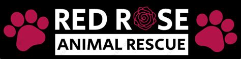 Red Rose Animal Rescue, Rochester, Washington. 2,716 likes · 463 talking about this. A mother and son duo team who wants to help animals. We specialize in pregnant moms, moms and babies..