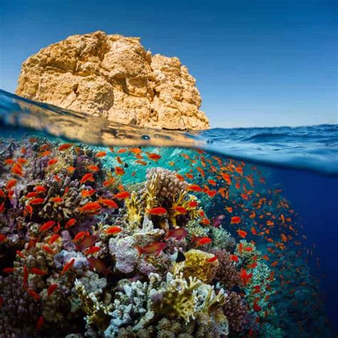 Red sea reef guide fish scuba. - Habitat rural et structures agraires en basse-provence.