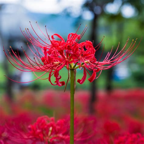 Red spider lily poisonous. .  ...