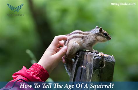 Red squirrel age chart.  Captive squirrels Have you ever wondered how old tho...
