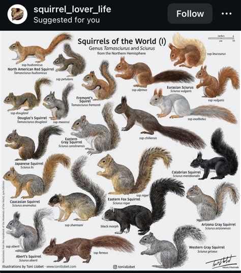 Red squirrel age chart.  It really depends on a few different factors such as specie...