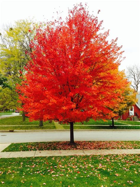 The leaves turn orange-red in the fall and make this maple one of the best trees for fall color. The Red Sunset Maple is one of the first trees to start turning color. In the summer, the leaves are shiny green. Red Sunset Maples prefer full sun especially in cooler zones. However, these Maples do well in part shade in warmer zones.. 