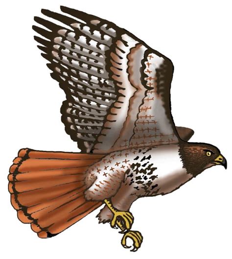 Red tail hawk art simple cartoon images