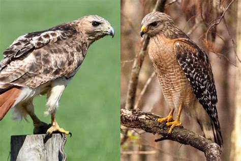 Red tail hawk vs red shouldered hawk. Length 18 inches; bill along the back 1 1/4, along the gap from the tip of upper mandible 1 1/4; tarsus 2 3/4. Adult Female. The female differs from the male in being a little larger, and in having the tints lighter. For more on this species, see its entry in the Birds of North America Field Guide. The Red-shouldered Hawk, although … 