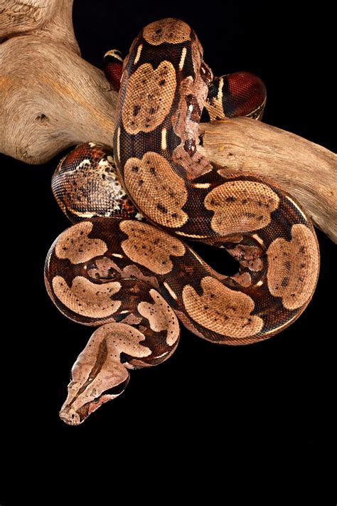 Red tailed boas a complete guide to boa constrictor complete herp care. - Download 1987 2010 yamaha tw200 manuale d'officina.