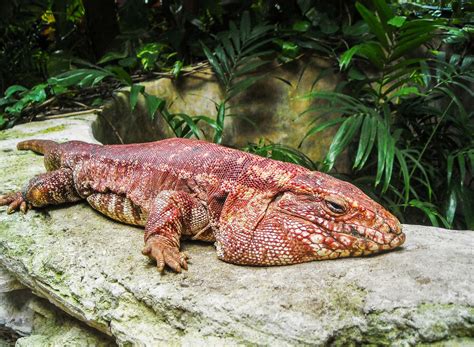 Red tegu. Things To Know About Red tegu. 