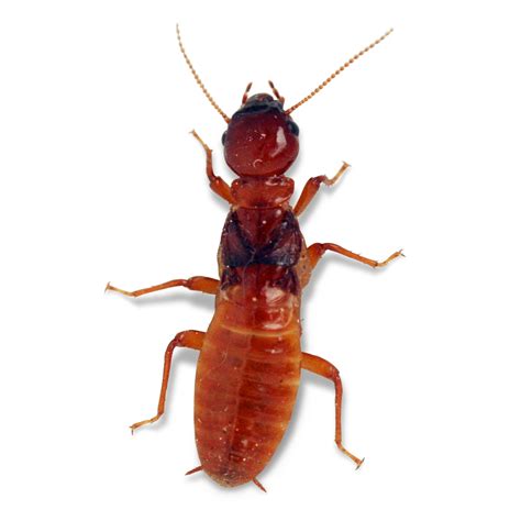 Red termites. Termites are invertebrate insects that live in colonies and eat wood and other plant-based materials. Termite bites don’t pose a risk to humans, and are very rare. Termites are more dangerous to ... 