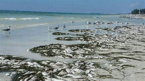 Feb 24, 2023 · Dead fish are popping up along Manatee County waters as red tide persists. ... Dead fish are shown in waters near the Bradenton Beach marina via a social media post on Friday, Feb. 24, 2023. ... . 