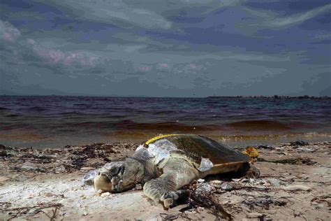 Red tide clearwater. Published July 30, 2021 | Updated July 30, 2021. The toxic Red Tide bloom is expected to linger off the west coast of Pinellas County this weekend, while conditions in Tampa Bay … 
