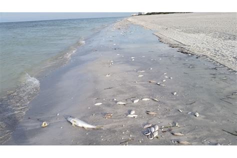 A red tide bloom is covering 100 square miles of the Gulf. How long will it stick around? And how did it get here? By Isaac Eger February 28, 2023. A red tide fish …