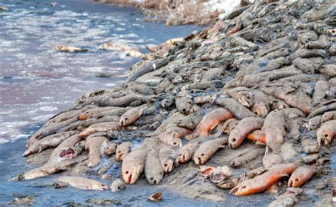 Red tide naples florida. Mar 1, 2023 · Reports of fish kills suspected to be related to red tide were reported in Southwest Florida the end of February in Pinellas, Manatee, Sarasota, Charlotte, Lee, and Collier counties. To submit a ... 