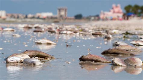 Red tide near me. Things To Know About Red tide near me. 
