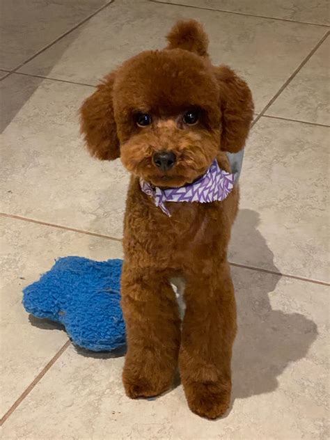 Red toy poodle near me. You can call or text Henny’s Poodles at (918) 720-6320. We are located just Southwest of Tulsa, Oklahoma. 