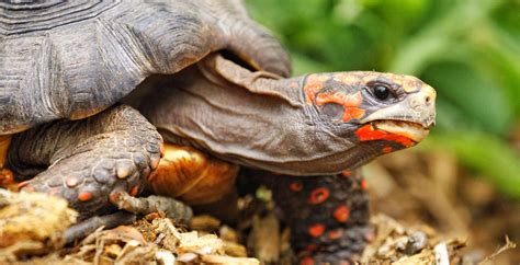 Read Online Red  Footed Tortoises In Captivity With Notes On Yellow  Footed Tortoises By Amanda Ebenhack