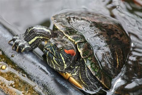 Red-Eared Slider - Georgia Aquarium