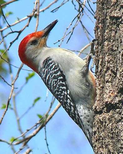 Red-bellied Woodpecker – Oklahoma City Audubon Society