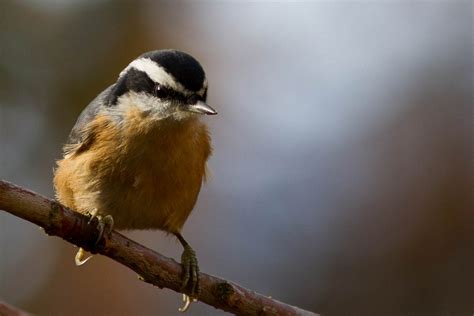 Red-breasted nuthatch - song / call / voice / sound.