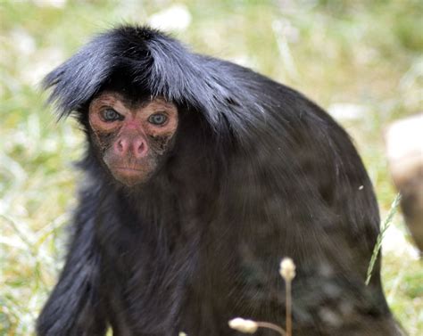 Red-faced spider monkey - Wikipedia