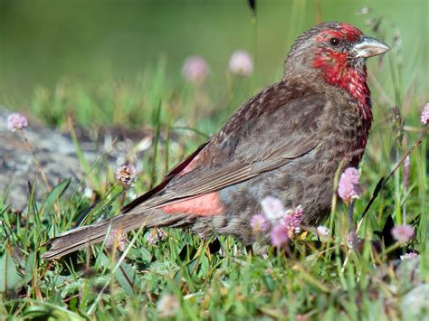 Red-fronted Rosefinch BirdPhotos.com