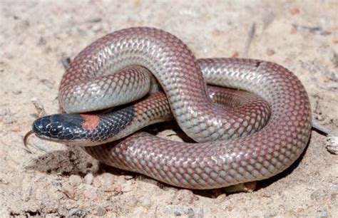 Red-naped snake - Wikipedia