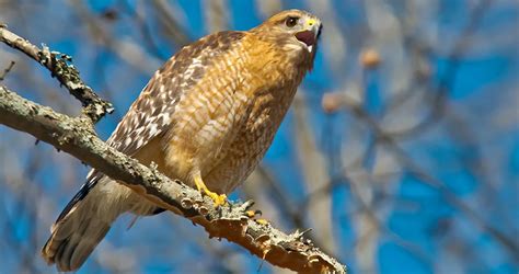 Red-shouldered Hawk Identification - All About Birds