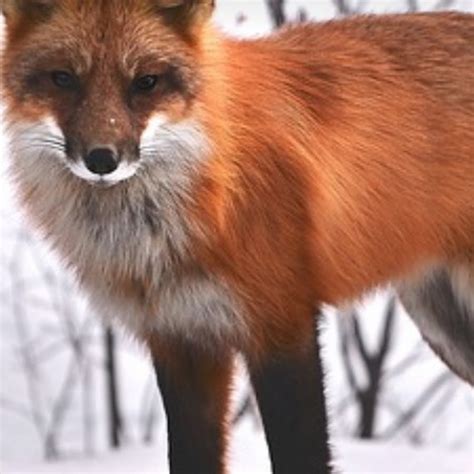 😈 Red_Fox00 Leaks [PPV]