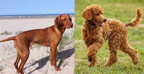 Redbone Coonoodle: Redbone Coonhound & Poodle Mix - PetDii