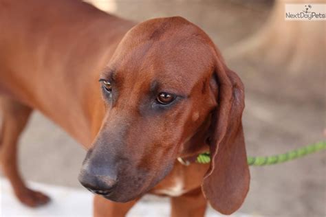 Redbone Coonhound. The streamlined Redbone Coonhound, an American original, is even-tempered, mellow, and kindly at home but a tiger on the trail. Vigorous activities like hunting and swimming ...