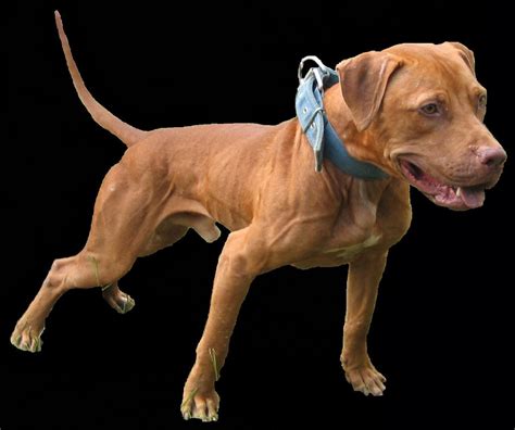 Physical Appearance of Redboy Jeep Pitbulls. A Redboy Jeep pitbull has a square head with a muzzle that is shorter than its skull. The muzzle is pointy, and the ears are high on the head. It has wide-set eyes, which are often brown or hazel. The coat of this dog is short and coarse and comes in shades of red with patches of black or brown.. 