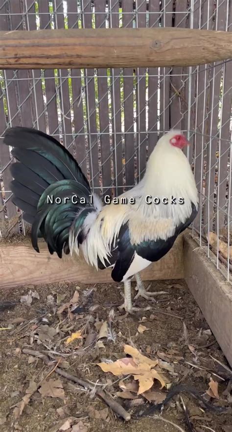 Redclouds regular cock.  RedClouds Regular Monthly Contest - August 1 Contr...