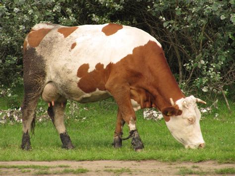 Redcow - May 30, 2023 · Hays Converter Cattle have black or red coats with white markings. They also have markings on their underbelly, legs, and faces. Hays Converter Cattle are generally large-sized. At maturity, bulls weigh an average of 2310-2799 pounds, while cows weigh around 1250-1499 pounds. Hays Converter Cattle are raised primarily for meat production. 