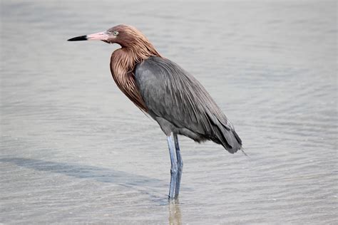 Reddish egrets, dp they even exist!? : …