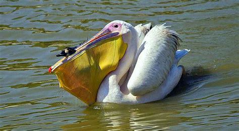 Reddit pelicans. Things To Know About Reddit pelicans. 