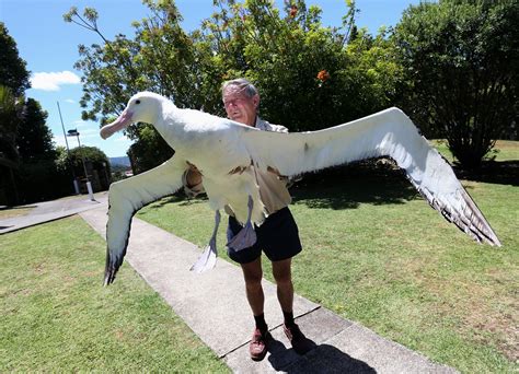 Wingspan: Oceania features birds from the Oceanic region, which includes: Australia, New Zealand, Papua New Guinea, Fiji, and more than a dozen islands.. The Oceanic region is home to some of the most exotic and rare birds of the world, because they evolved independently. Australia separated from Asia 180 million years ago, and evolution has …. 