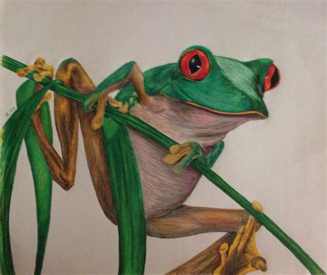 Redeyed Tree Frog Colored pencil drawing by M. Perry 2004 Family