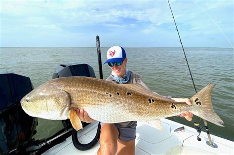 Redfids - The red drum (Sciaenops ocellatus), also known as redfish, channel bass, puppy drum, spottail bass, or simply red, is a game fish found in the Atlantic Ocean from Massachusetts to Florida …