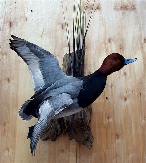 Redhead duck mount. Things To Know About Redhead duck mount. 