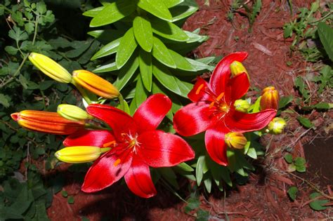 🍌 (SEX) Redlilium Onlyfans Leak