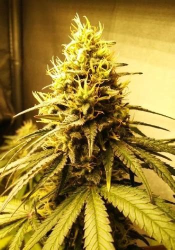 MK Ultra, also known as "MKU" and "MK Ultra OG," is a potent indica marijuana strain made by crossing OG Kush with G13. This strain produces euphoric effects that are fast-acting and best for when .... 