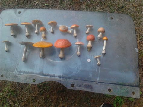 Redosing shrooms. 602K subscribers in the shrooms community. A place to discuss the growing, hunting, and the experience of magical fungi. Primarily concerned with… 