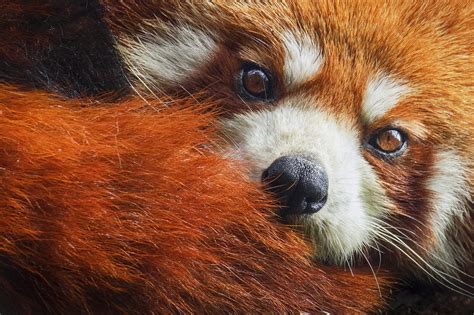 🍆 Redpandaeyes Onlyfans Leaked [CLIP] 46 Vids