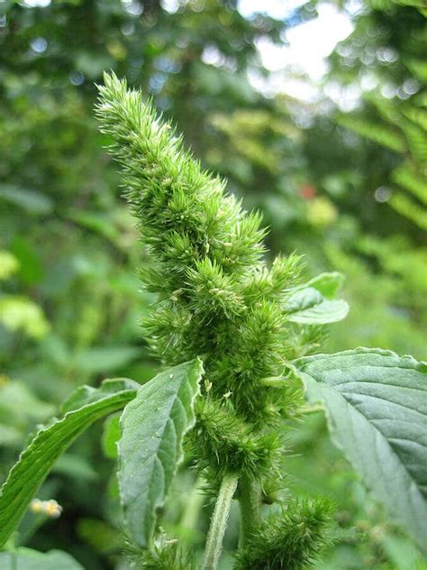 26-Jun-2019 ... Lamb's quarters also known as fat hen, goosefoot or pigweed (not to be confused with redroot pigweed) are common names for a plant called .... 