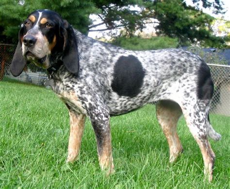 Redtick coonhound vs bluetick coonhound.  The Bluetick is speckled with b...